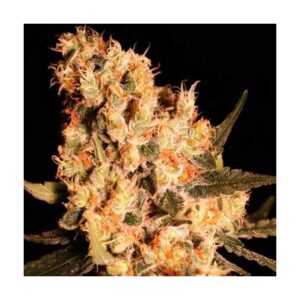 Buy Marijuana Online in Le Havre: Buy Cannabis online in cities around Le Havre like Harfleur, Montivilliers, Honfleur, Deauville, Bolbec, Lillebonne,