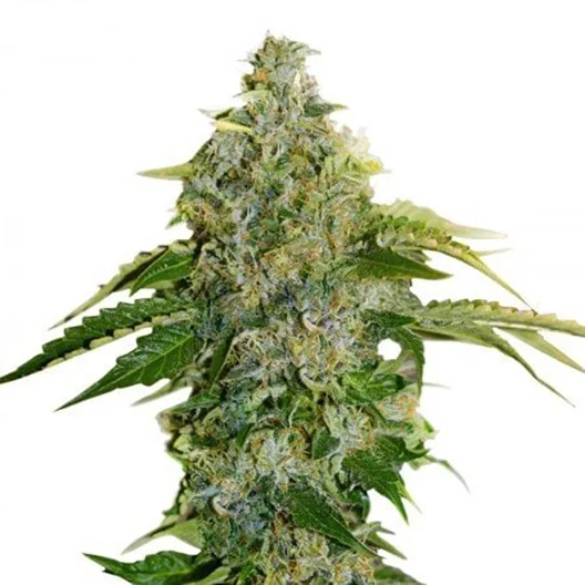Where to Find the Best Deals for Jamaican Dream Online: How to order for cannabis online in France, Buy Marijuana online in Europe.