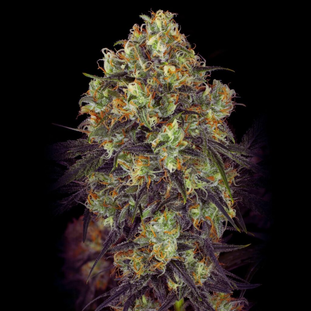 Where to Find the Best Deals on Black Domina in France: Popularity of Black Domina in France, Buy Cannabis online in cities around France.