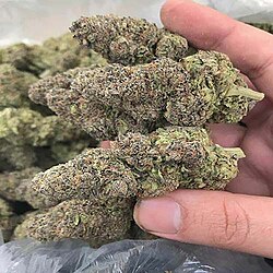 How To Buy Legal Cannabis Safely in France: Where to find high quality cannabis in Europe, Safely purchase quality strains in Europe.